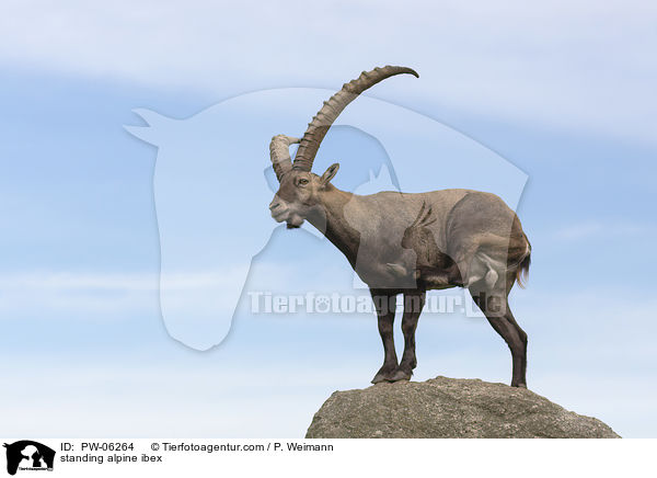 standing alpine ibex / PW-06264