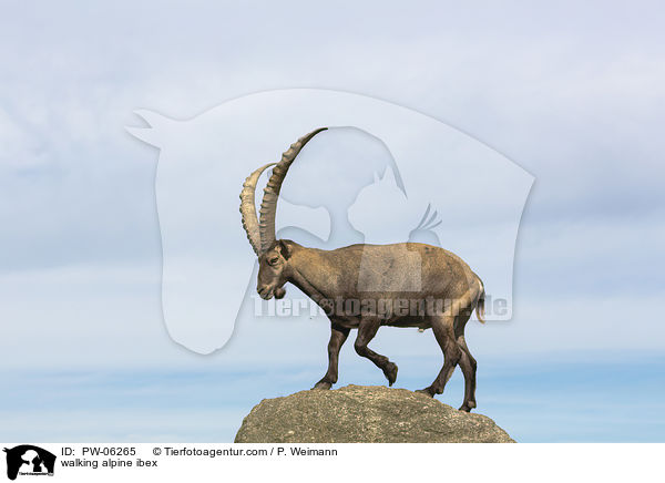 walking alpine ibex / PW-06265