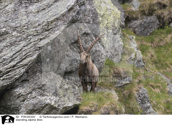 standing alpine ibex / PW-06300