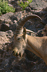 alpine ibex