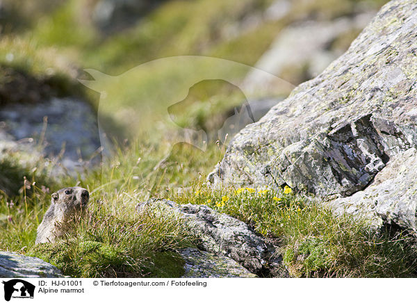Alpenmurmeltier / Alpine marmot / HJ-01001