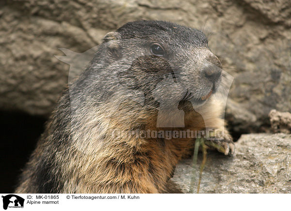 Alpine marmot / MK-01865