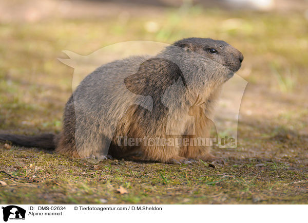 Alpine marmot / DMS-02634