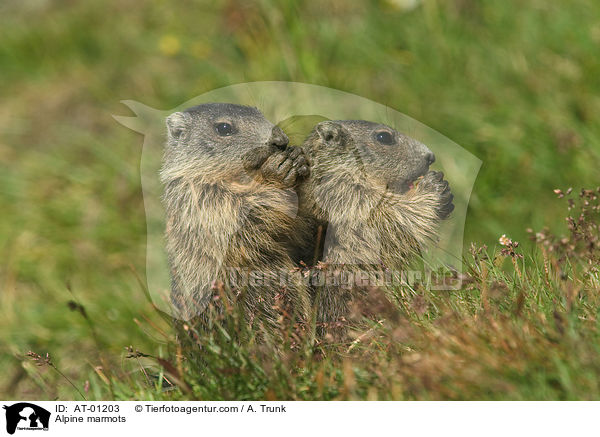 Alpine marmots / AT-01203