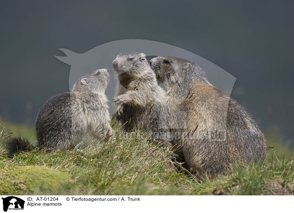 Alpine marmots / AT-01204