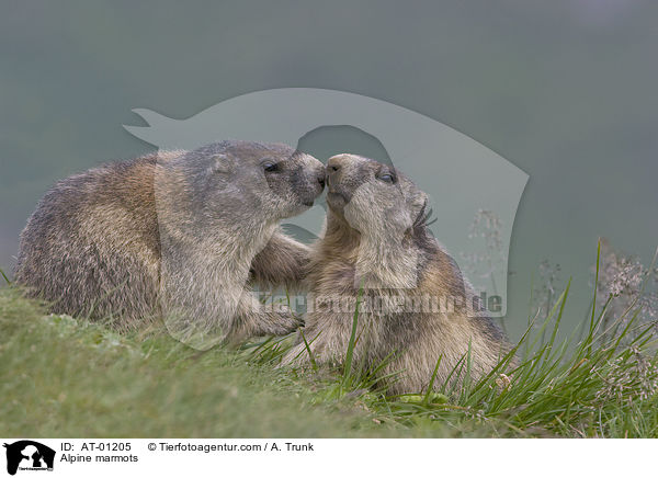 Alpine marmots / AT-01205