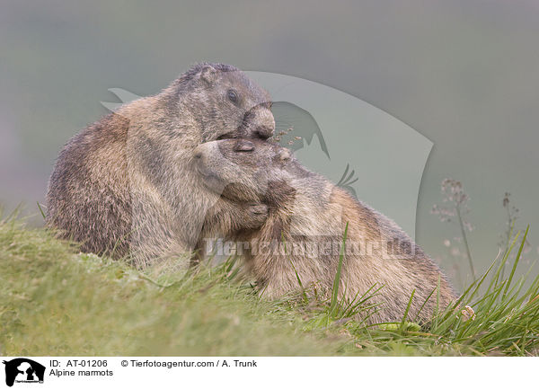 Alpine marmots / AT-01206