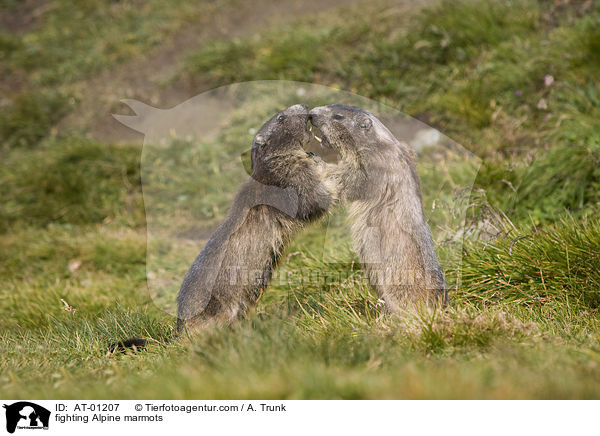fighting Alpine marmots / AT-01207