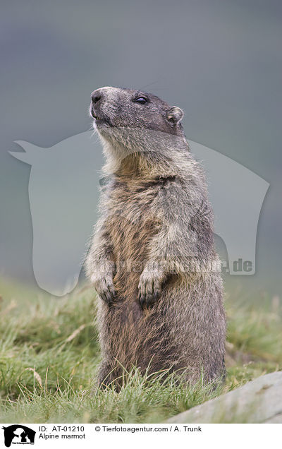 Alpine marmot / AT-01210