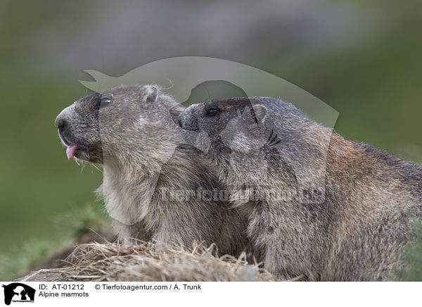 Alpine marmots / AT-01212