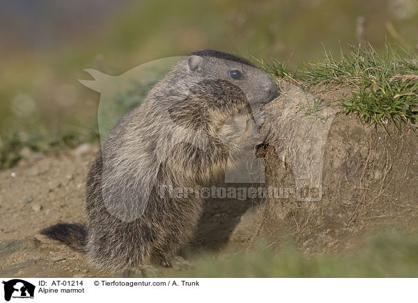 Alpine marmot / AT-01214