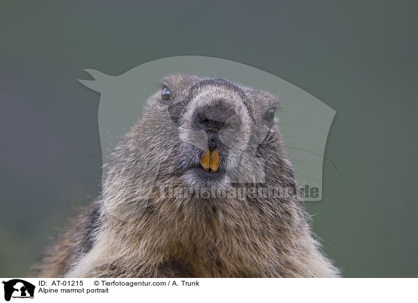 Alpine marmot portrait / AT-01215