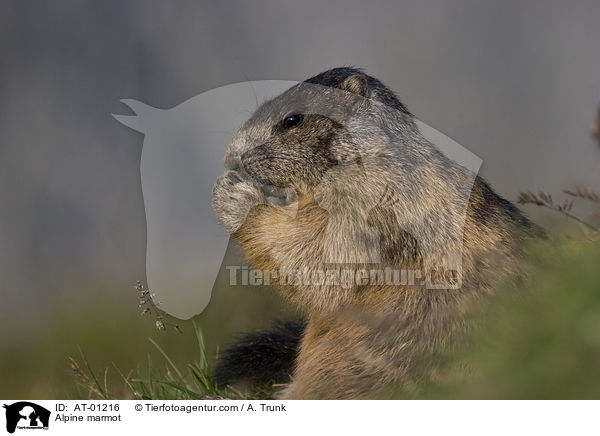 Alpine marmot / AT-01216