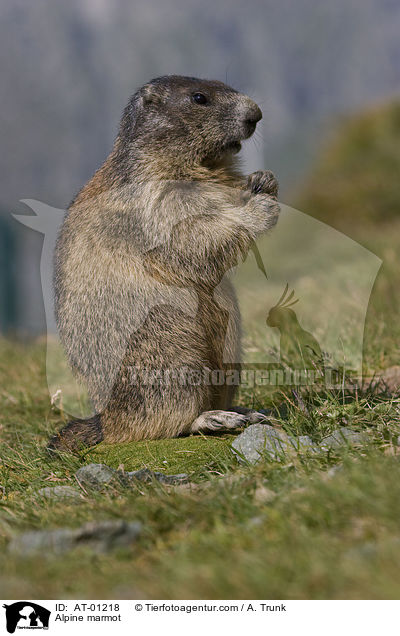 Alpine marmot / AT-01218