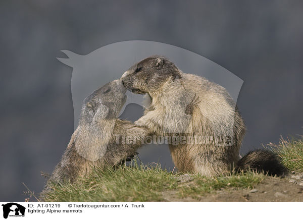 fighting Alpine marmots / AT-01219