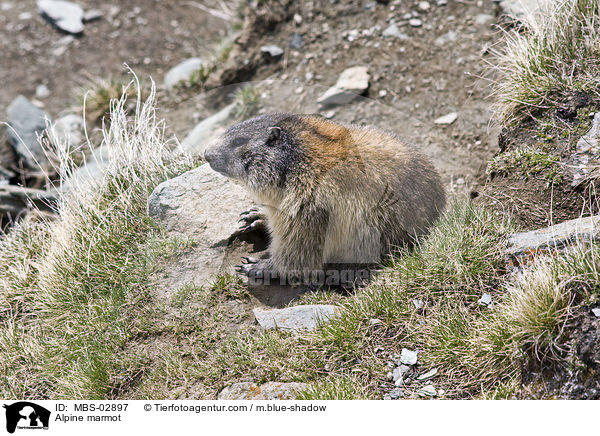 Alpine marmot / MBS-02897