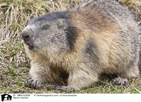 Alpine marmot / MBS-02899