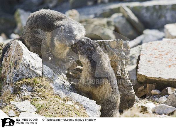 Alpine marmots / MBS-02905