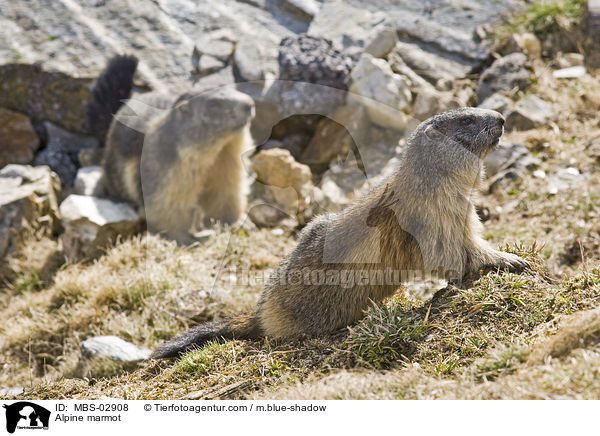 Alpine marmot / MBS-02908