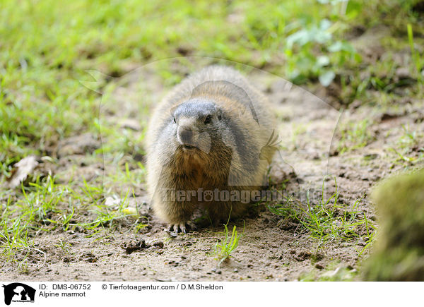Alpine marmot / DMS-06752