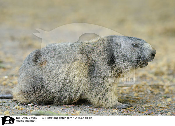Alpine marmot / DMS-07050