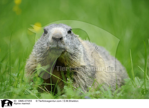 Alpine marmot / DMS-07055