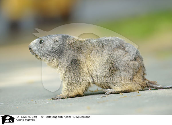 Alpine marmot / DMS-07059