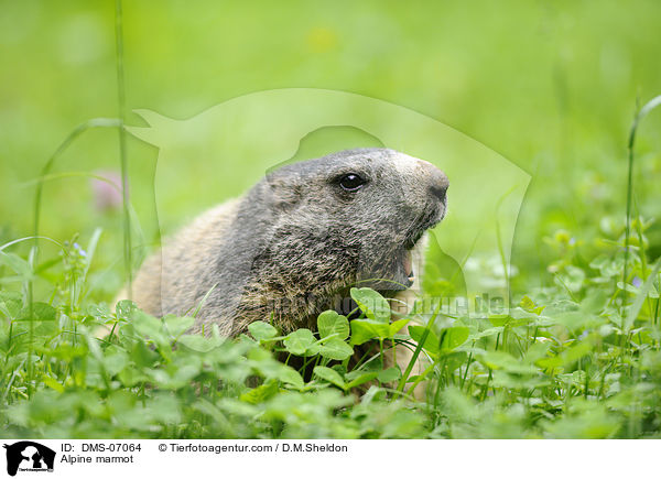 Alpine marmot / DMS-07064