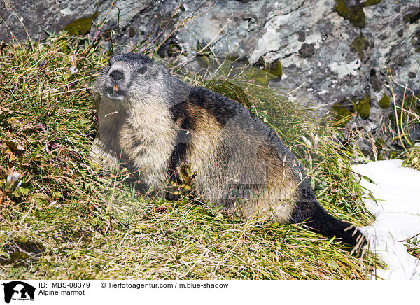 Alpine marmot / MBS-08379