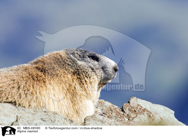 Alpine marmot / MBS-08390