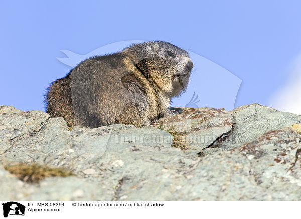 Alpine marmot / MBS-08394