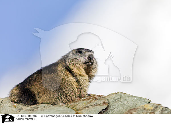 Alpine marmot / MBS-08396