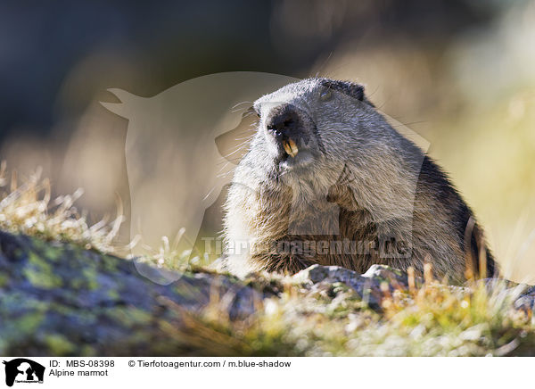 Alpine marmot / MBS-08398