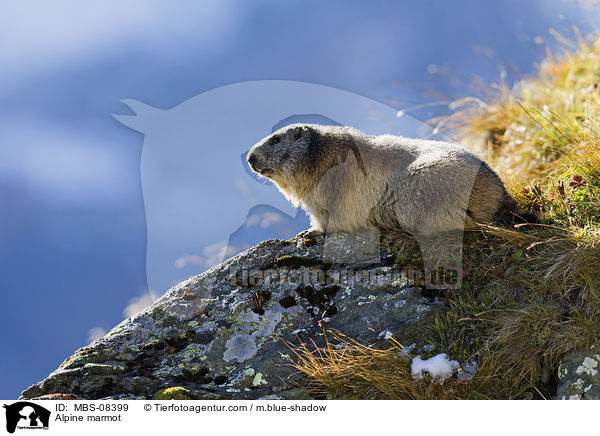 Alpine marmot / MBS-08399
