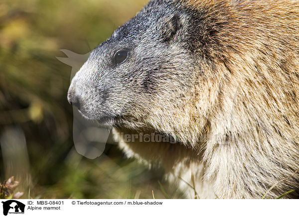 Alpine marmot / MBS-08401