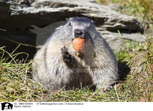 Alpine marmot / MBS-08405