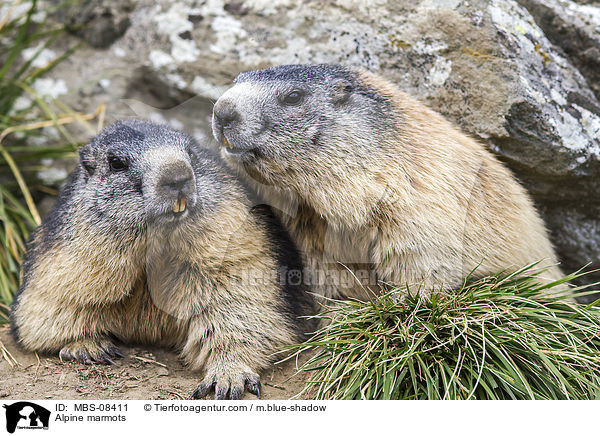 Alpine marmots / MBS-08411