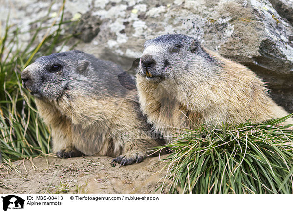Alpine marmots / MBS-08413
