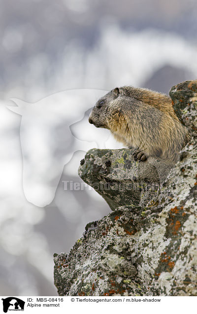 Alpine marmot / MBS-08416