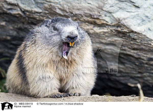 Alpine marmot / MBS-08418