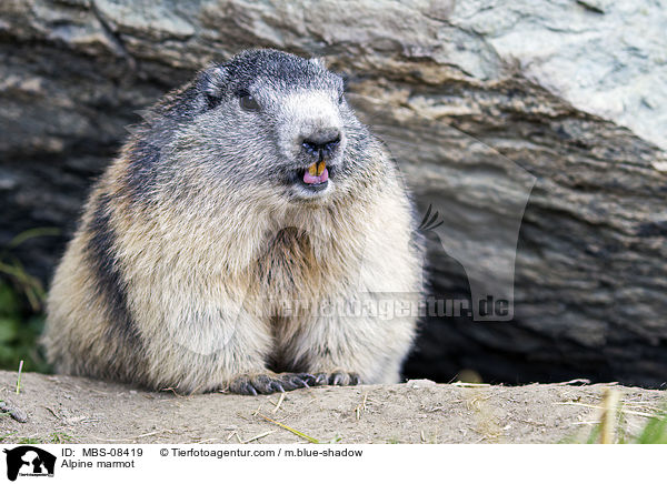 Alpine marmot / MBS-08419