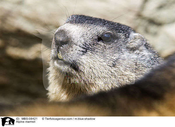 Alpine marmot / MBS-08421