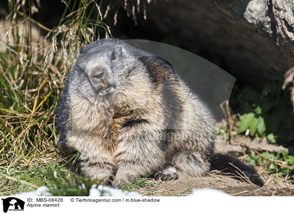 Alpine marmot / MBS-08426