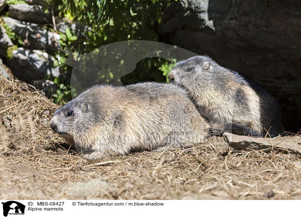 Alpine marmots / MBS-08427