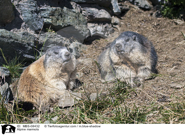 Alpine marmots / MBS-08432