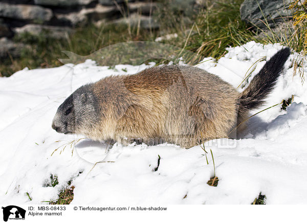 Alpine marmot / MBS-08433