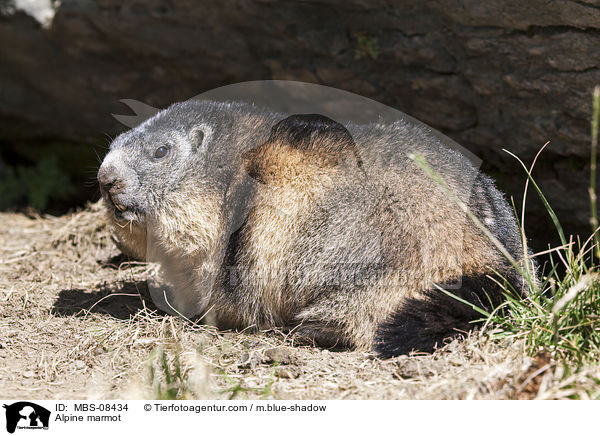 Alpine marmot / MBS-08434