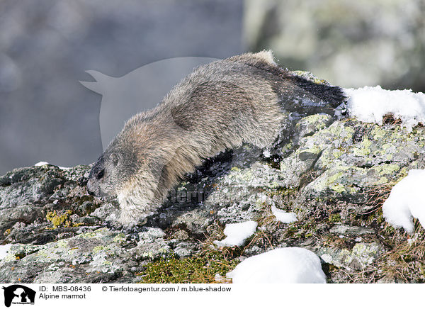 Alpine marmot / MBS-08436