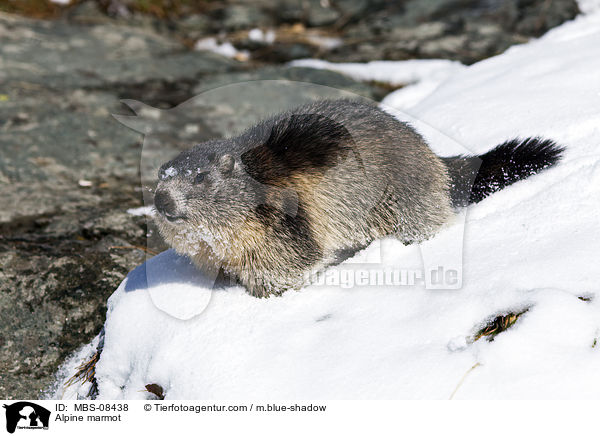 Alpine marmot / MBS-08438