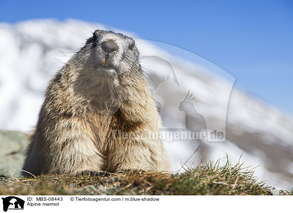 Alpenmurmeltier / Alpine marmot / MBS-08443